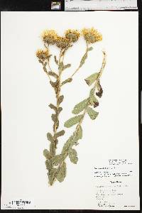 Grindelia ciliata image