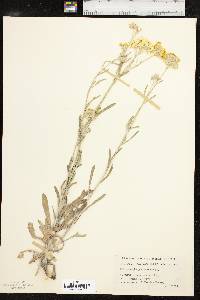 Psilostrophe gnaphalodes image