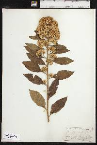 Pluchea camphorata image