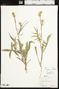 Pyrrhopappus pauciflorus image