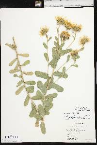 Grindelia ciliata image