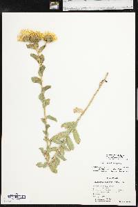 Grindelia ciliata image