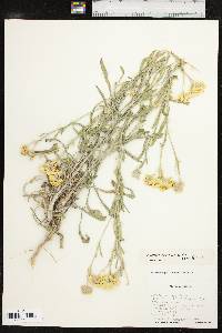 Psilostrophe gnaphalodes image