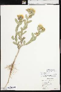 Grindelia ciliata image