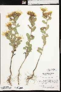 Grindelia ciliata image