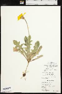 Pyrrhopappus grandiflorus image