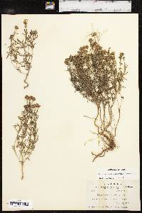 Picradeniopsis woodhousei image