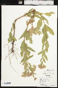 Pluchea odorata image