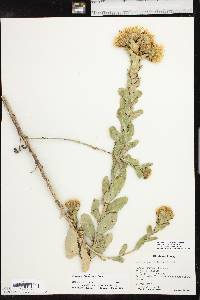 Grindelia ciliata image