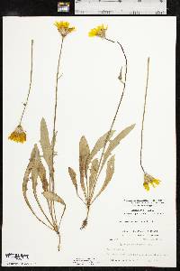 Pyrrhopappus grandiflorus image