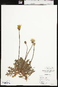 Pyrrhopappus grandiflorus image