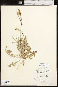 Pyrrhopappus pauciflorus image