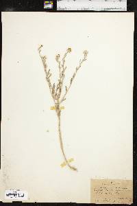 Psilostrophe gnaphalodes image