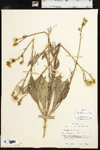 Pyrrhopappus pauciflorus image