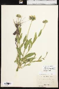 Rudbeckia hirta var. pulcherrima image