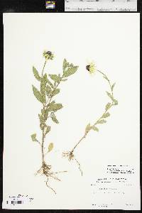 Rudbeckia hirta var. pulcherrima image