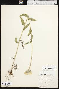 Rudbeckia hirta var. pulcherrima image