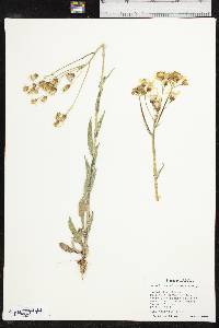 Senecio ampullaceus image