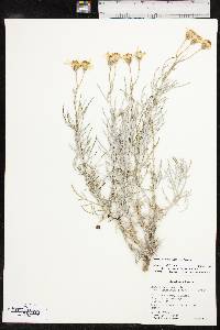 Senecio flaccidus var. flaccidus image