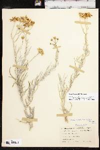 Senecio flaccidus image