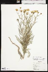 Senecio flaccidus var. flaccidus image