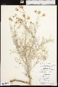 Senecio flaccidus image