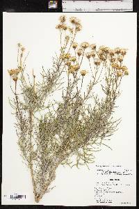 Senecio flaccidus var. flaccidus image