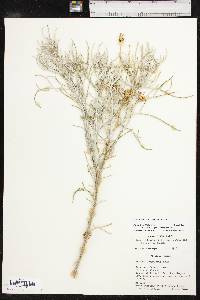 Senecio flaccidus var. flaccidus image