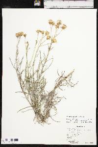 Senecio flaccidus image