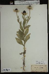 Rudbeckia hirta var. pulcherrima image