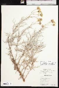 Senecio flaccidus var. flaccidus image