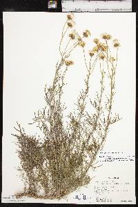 Senecio flaccidus var. flaccidus image