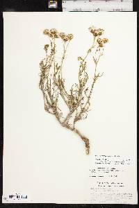 Senecio flaccidus var. flaccidus image