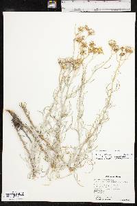 Senecio flaccidus var. flaccidus image