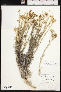 Senecio flaccidus var. flaccidus image