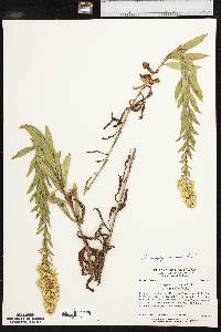 Solidago rigidiuscula image