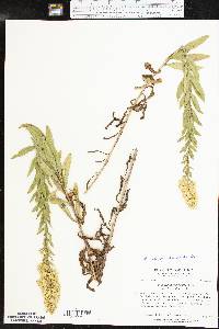 Solidago rigidiuscula image