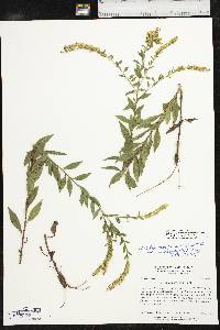 Solidago delicatula image