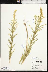 Solidago altiplanities image