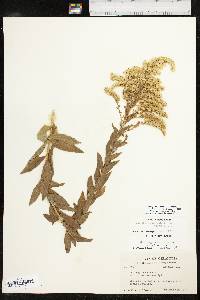 Solidago altissima var. altissima image