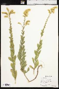 Solidago radula image