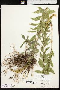 Solidago delicatula image