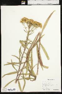 Solidago nitida image