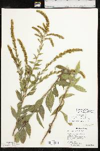 Solidago delicatula image