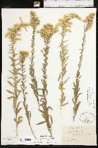 Solidago nemoralis subsp. nemoralis image