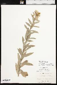 Solidago petiolaris image