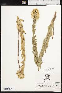 Solidago petiolaris image