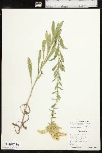 Solidago nemoralis subsp. nemoralis image