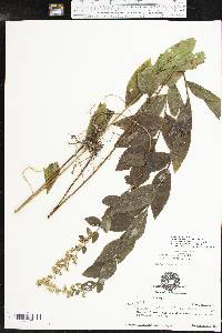 Solidago rugosa subsp. aspera image