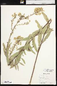 Solidago rigidiuscula image